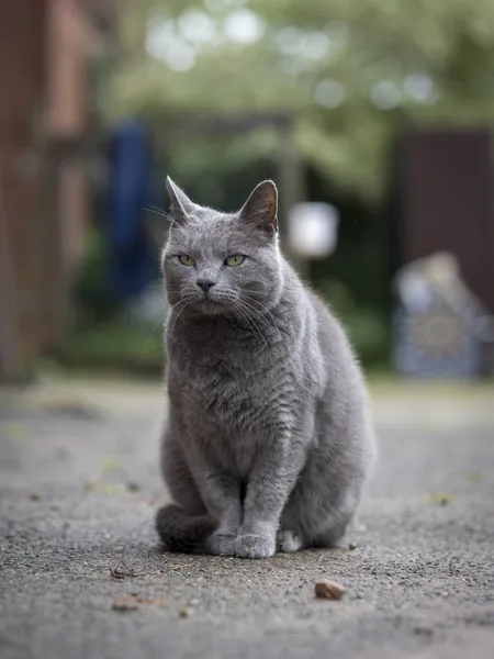 公園の地面に座っている灰色のふわふわの猫 — ストック写真