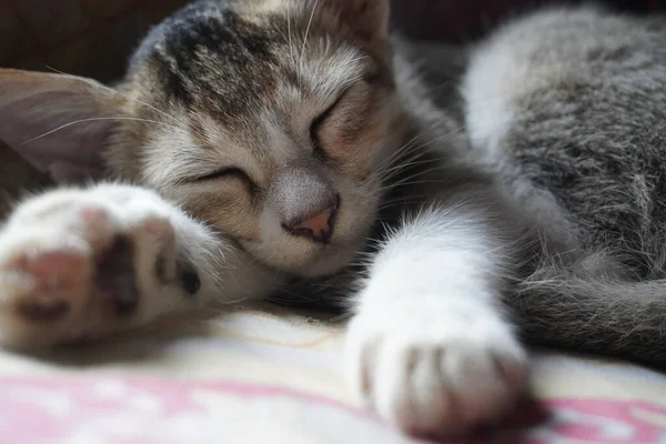 Ένα Κοντινό Πλάνο Ενός Αξιολάτρευτου Κοιμισμένου Γάτου — Φωτογραφία Αρχείου