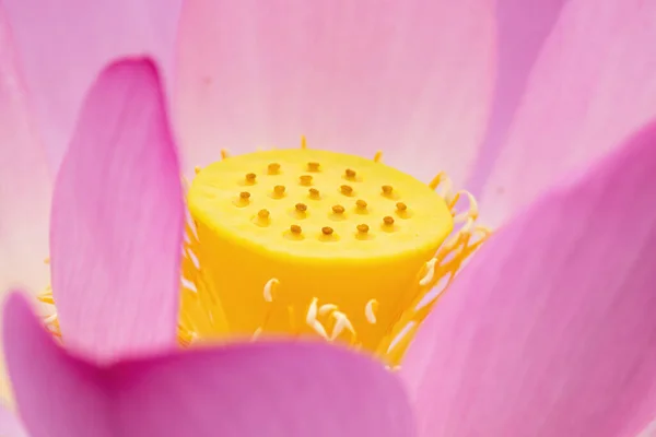 这是一张漂亮的水平特写照片 是一朵粉红色花的黄莲雄蕊的照片 — 图库照片