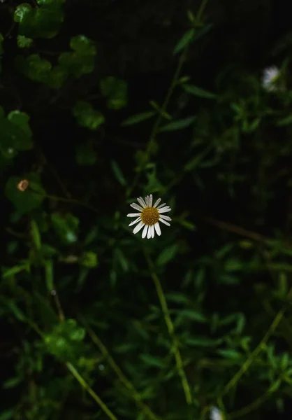 Ένα Κοντινό Πλάνο Του Λευκού Λουλουδιού — Φωτογραφία Αρχείου