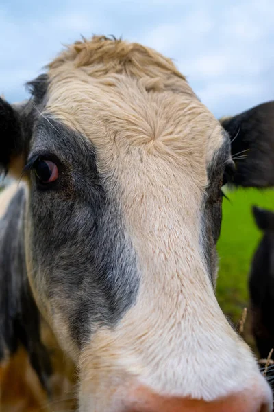 Lindo Primer Plano Las Vacas Cara Imagen Vertical — Foto de Stock