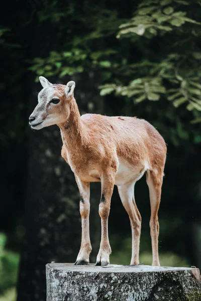 Uma Jovem Gazela Graciosa Zoológico — Fotografia de Stock