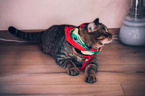 Крупный План Очаровательной Кошки Лентой Шее — стоковое фото