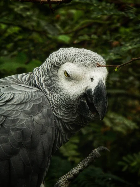 Seletivo Papagaio Cinzento Psittacus Erithacus Vegetação — Fotografia de Stock