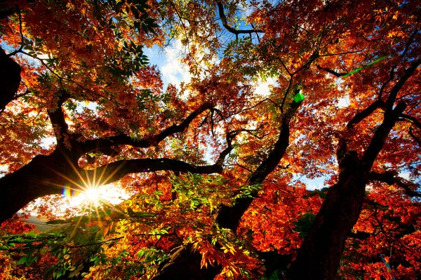 Egy Lélegzetelállító Felvétel Egy Erdő Tele Színes Levelekkel Ősszel Koreában — Stock Fotó