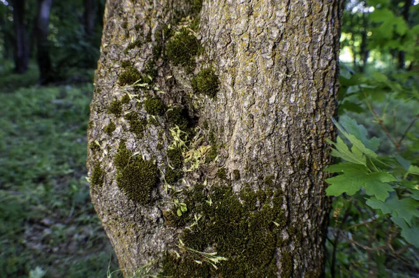 Stary Pień Drzewa Pokryty Mchem Lesie — Zdjęcie stockowe
