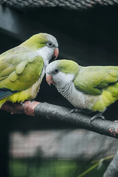 Spokojny Widok Pięknych Zielonych Papug Siedzących Gałęzi Drzewa — Zdjęcie stockowe