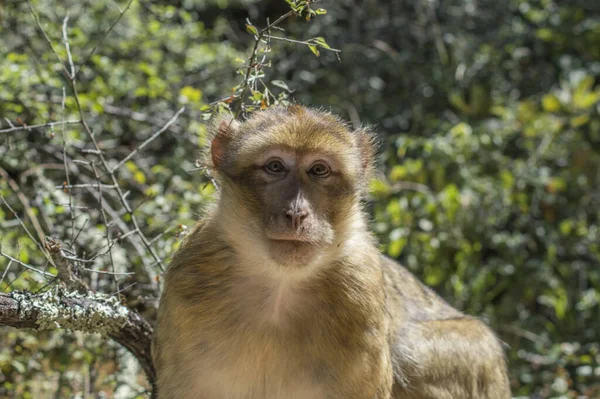 Szelektív Fókusz Felvétel Macaque Egy Állatkertben — Stock Fotó