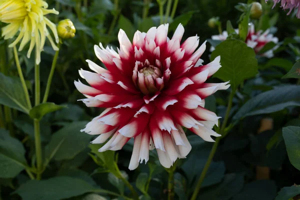 Zbliżenie Ujęcie Kwitnącego Dahlia Kwiat — Zdjęcie stockowe