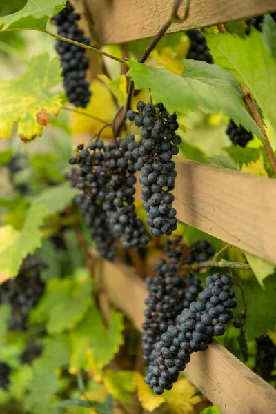 Belo Close Vertical Bando Uvas Puras Frescas Maduras Penduradas Vinha — Fotografia de Stock