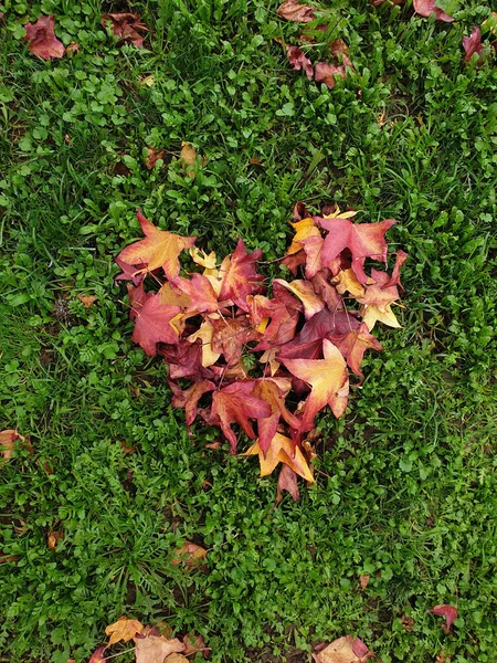 Closeup Shot Maple Leaves Form Heart Field — Stock Photo, Image