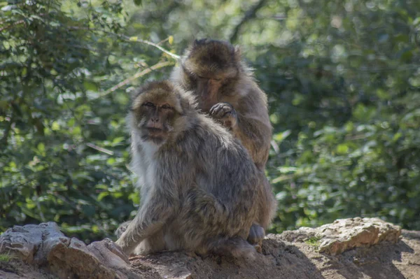 Une Prise Vue Sélective Macaques Assis Sur Des Rochers Dans — Photo