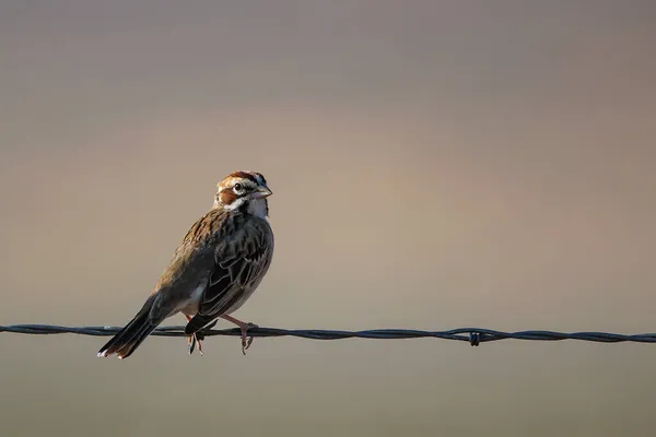 有刺鉄線に羽状の鳥 — ストック写真