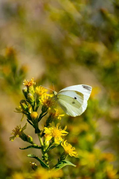 黄色の花から供給される白いキャベツ蝶 Pieris Rapae — ストック写真