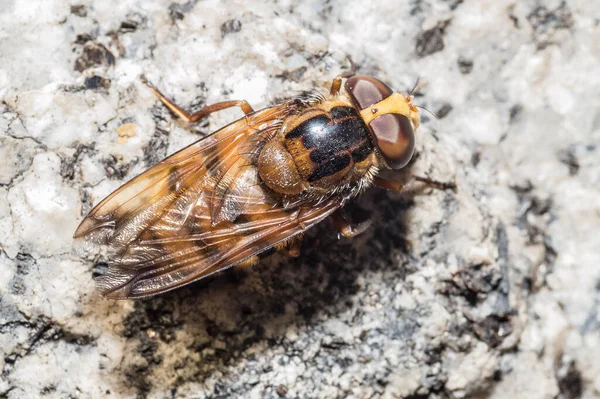 Een Macro Shot Van Een Honing Kleurige Vlieg Witte Stenige — Stockfoto