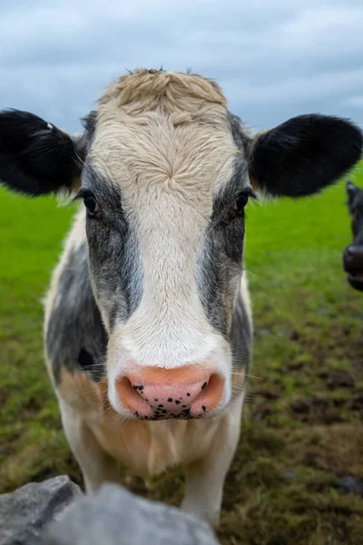 Vertical Image Cows Face Stood Field Closeup — Stock Photo, Image