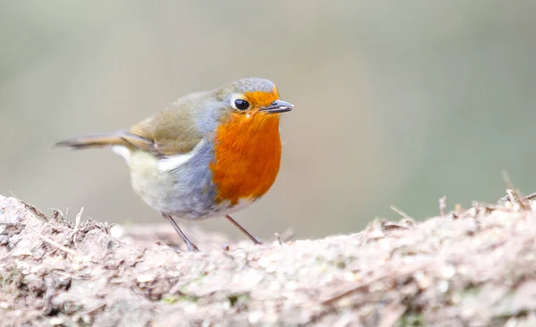 Een Closeup Van Een Roodborstje Een Wazige Achtergrond — Stockfoto