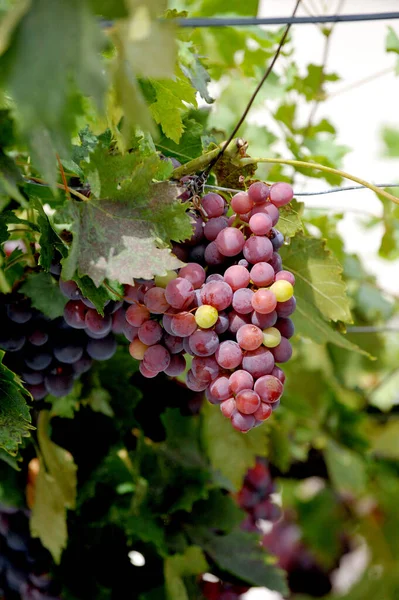 Tiro Vertical Conjunto Uvas Que Crescem Natureza — Fotografia de Stock