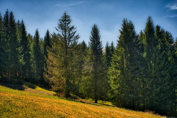 Hermoso Bosque Con Densos Abetos Verdes Bajo Cielo Azul Claro — Foto de Stock