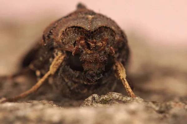 Frontal Closeup Iron Prominent Notodonta Dromedarius Piece Wood — Stock Photo, Image