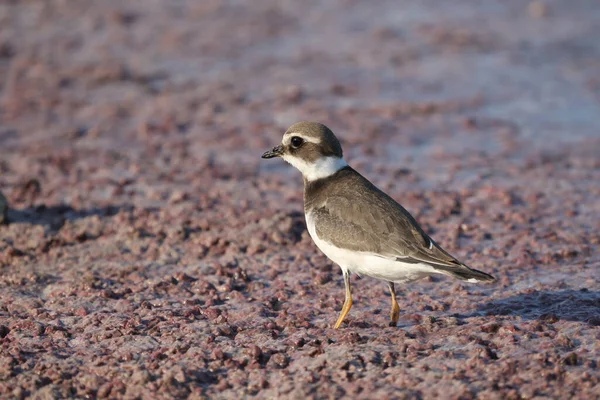 Little Ringed Plover Walking Shallow Water Search Food — Stock Photo, Image
