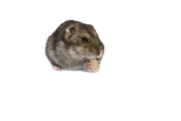 Hamster Anão Bonito Comer Amendoim Isolado Fundo Branco — Fotografia de Stock