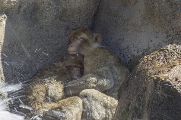 Enfoque Selectivo Abrazar Los Macacos Zoológico —  Fotos de Stock