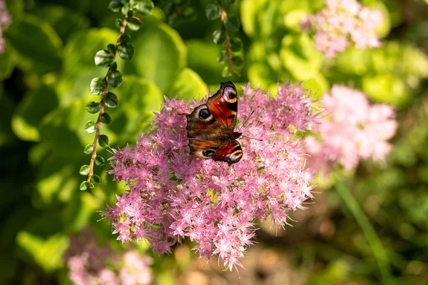 Beautiful Horizontal Closeup Shot Peacock Butterfly Standing Pink Flower Nature — Stock Photo, Image