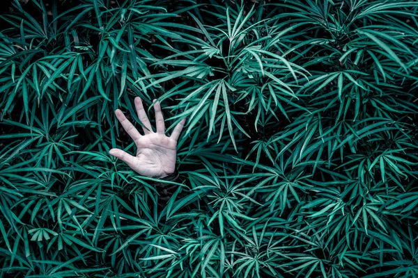 Eine Handfläche Einer Person Umgeben Von Pflanzen Mit Langen Blättern — Stockfoto
