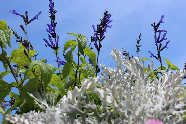 Mavi Gökyüzü Güzel Çiçekler — Stok fotoğraf