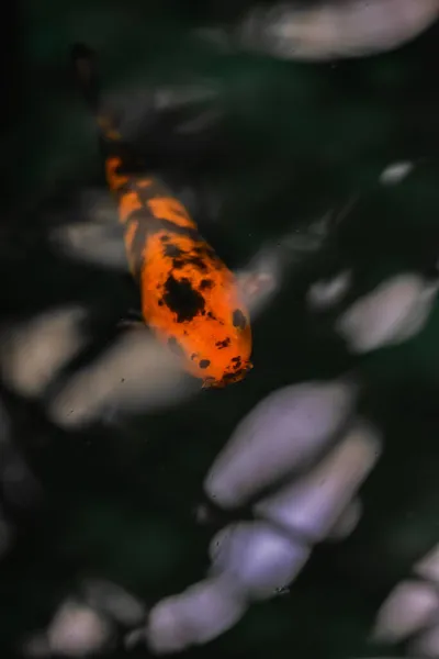 池で泳ぐオレンジ色の鯉の垂直ショット — ストック写真