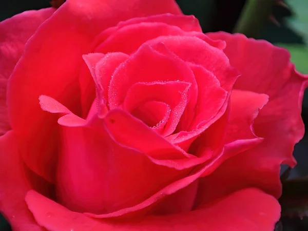 Close Uma Rosa Vermelha — Fotografia de Stock