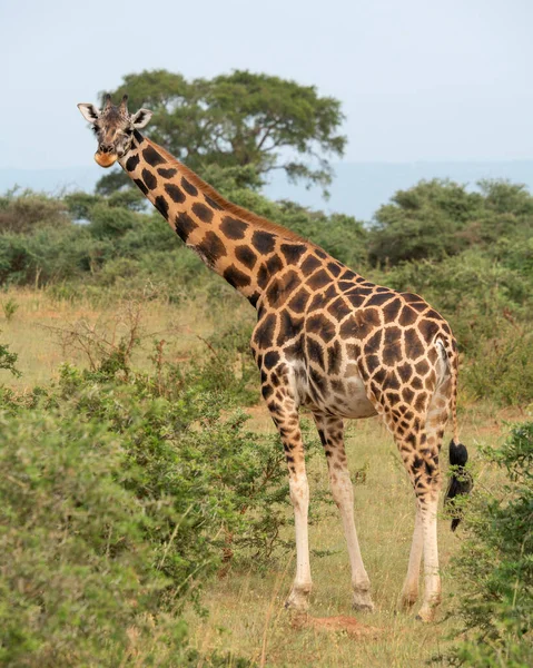 Függőleges Lövés Baringo Zsiráf Vagy Zsiráf Camelopardalis Murchison Falls Nemzeti — Stock Fotó