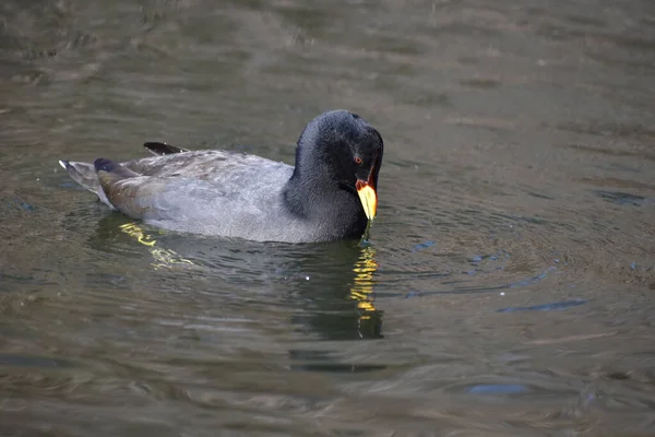 Czerwonodzioby Fulica Rufifrons Parku Publicznym Buenos Aires Argentyna — Zdjęcie stockowe