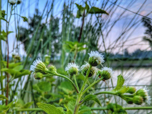 美しい湖の背景に白い雑草のクローズアップショット — ストック写真