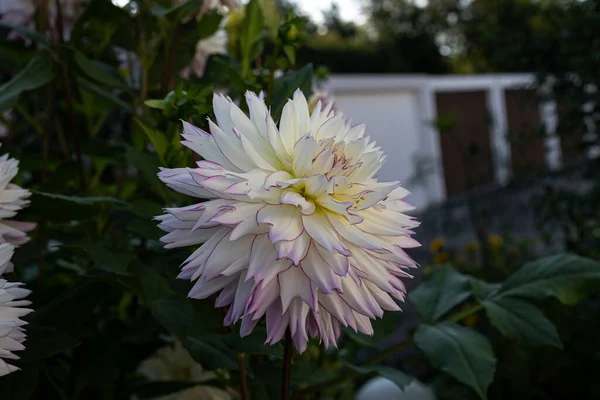 Eine Nahaufnahme Der Blühenden Weißen Dahlienblüte Garten — Stockfoto