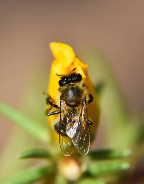 Egy Méhecske Közelsége — Stock Fotó