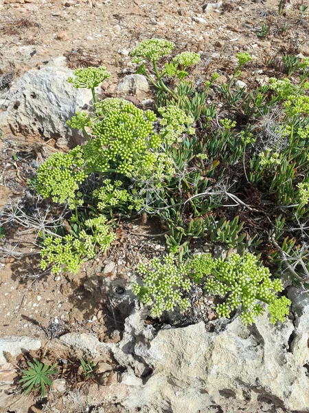 夏の間の典型的な植物は シチリア島のリド 能登コントラダダの岩のビーチで — ストック写真