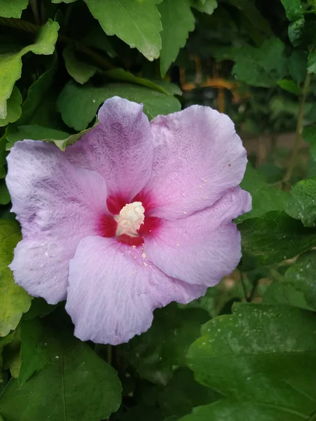Primo Piano Bellissimo Fiore Rosa Ibisco Natura — Foto Stock