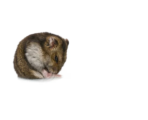 Hamster Anão Sonolento Bonito Sentado Isolado Fundo Branco — Fotografia de Stock