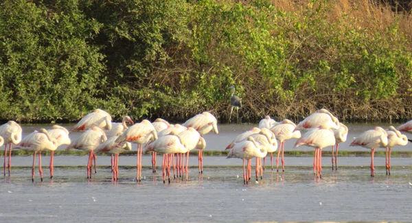 Een Zwerm Flamingo Vogels Die Water Drinken Het Meer — Stockfoto