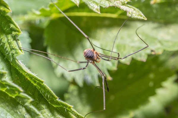 Une Longue Araignée Pattes Entre Les Feuilles Plante — Photo