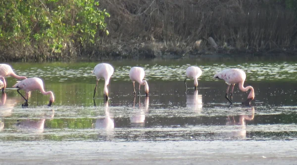 Flamingo Kuşu Sürüsü Gölü Suluyor — Stok fotoğraf