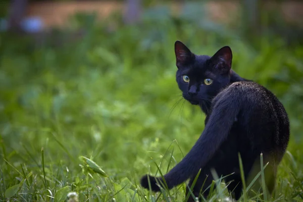 Çimenli Bir Alanda Oynayan Bombay Bir Kedi Yavrusunun Yakın Çekimi — Stok fotoğraf