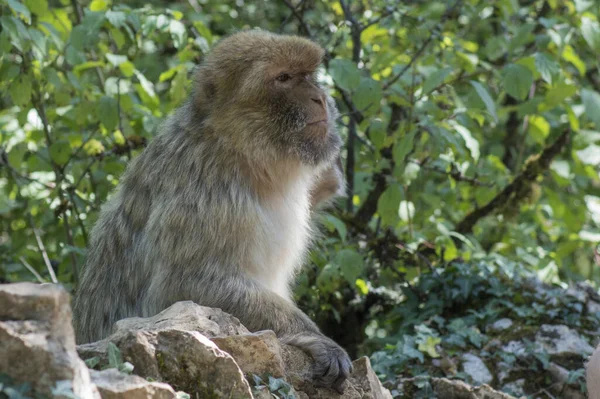 Selective Focus Shot Macaque Zoo — Stock Photo, Image