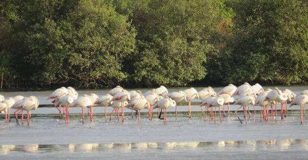 Bando Pássaros Flamingo Lago — Fotografia de Stock