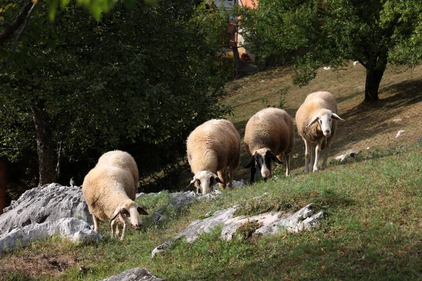 Flock Sheep Grazing Grassy Pasture Countryside — Stock Photo, Image