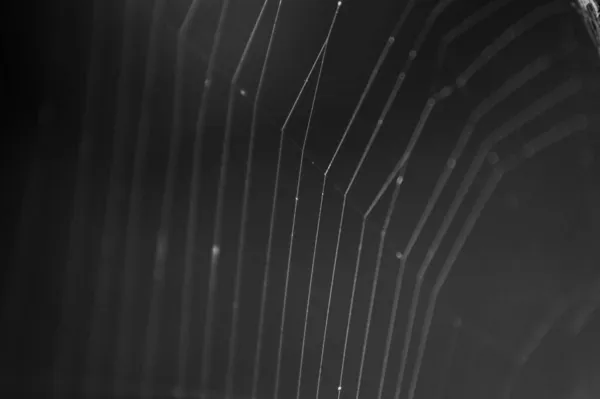 Ένα Κοντινό Πλάνο Ενός Ιστού Αράχνης Φόντο Μια Σκοτεινή Νύχτα — Φωτογραφία Αρχείου