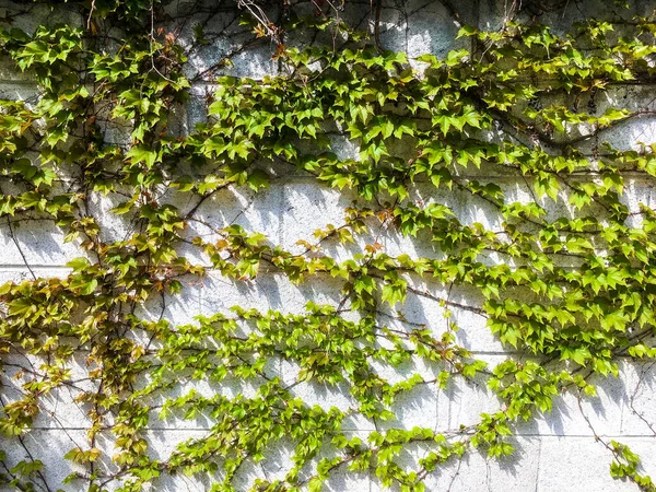 Detailní Záběr Šedé Stěny Čerstvě Zelenou Horolezeckou Rostlinou — Stock fotografie
