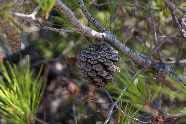 Selective Focus Conifer Cone Branch Pine Tree — Stock Photo, Image